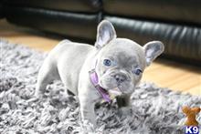 french bulldog puppy posted by normandeangelo70