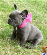 french bulldog puppy posted by normandeangelo70
