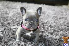 french bulldog puppy posted by normandeangelo70