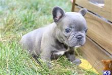 french bulldog puppy posted by normandeangelo70
