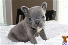 french bulldog puppy posted by normandeangelo70