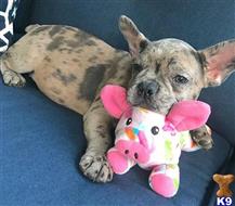 french bulldog puppy posted by normandeangelo70