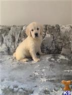 golden retriever puppy posted by normandeangelo70