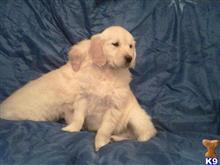 golden retriever puppy posted by normandeangelo70