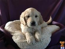 golden retriever puppy posted by normandeangelo70