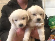 golden retriever puppy posted by normandeangelo70