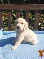 golden retriever puppy posted by normandeangelo70