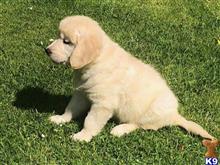 golden retriever puppy posted by normandeangelo70