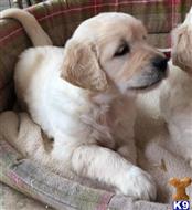 golden retriever puppy posted by normandeangelo70