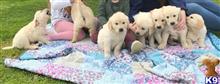 golden retriever puppy posted by normandeangelo70