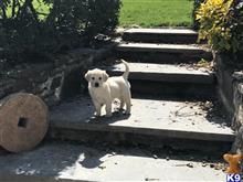 golden retriever puppy posted by normandeangelo70