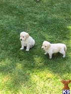 golden retriever puppy posted by normandeangelo70