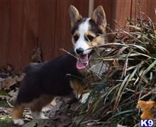 pembroke welsh corgi puppy posted by normandeangelo70