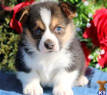 pembroke welsh corgi puppy posted by normandeangelo70