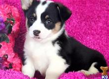 pembroke welsh corgi puppy posted by normandeangelo70
