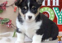 pembroke welsh corgi puppy posted by normandeangelo70