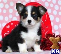 pembroke welsh corgi puppy posted by normandeangelo70