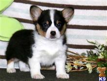 pembroke welsh corgi puppy posted by normandeangelo70