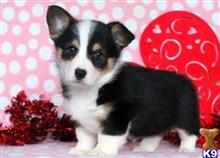 pembroke welsh corgi puppy posted by normandeangelo70