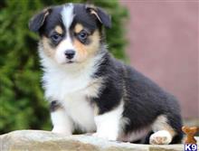 pembroke welsh corgi puppy posted by normandeangelo70