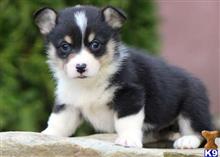 pembroke welsh corgi puppy posted by normandeangelo70