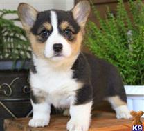 pembroke welsh corgi puppy posted by normandeangelo70