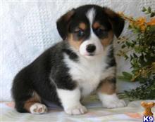 pembroke welsh corgi puppy posted by normandeangelo70