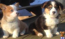 pembroke welsh corgi puppy posted by normandeangelo70