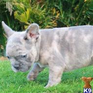 french bulldog puppy posted by normandeangelo70