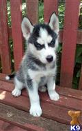 siberian husky puppy posted by normandeangelo70