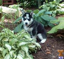 siberian husky puppy posted by normandeangelo70
