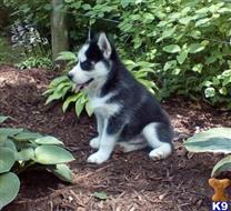siberian husky puppy posted by normandeangelo70