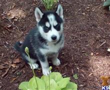 siberian husky puppy posted by normandeangelo70