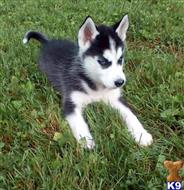 siberian husky puppy posted by normandeangelo70