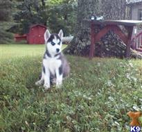 siberian husky puppy posted by normandeangelo70