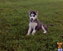 siberian husky puppy posted by normandeangelo70