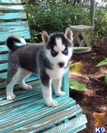 siberian husky puppy posted by normandeangelo70