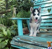 siberian husky puppy posted by normandeangelo70