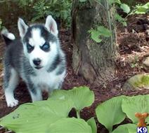 siberian husky puppy posted by normandeangelo70