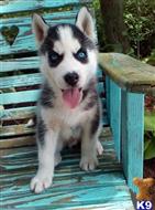 siberian husky puppy posted by normandeangelo70