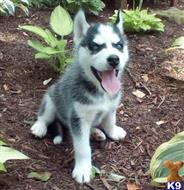 siberian husky puppy posted by normandeangelo70