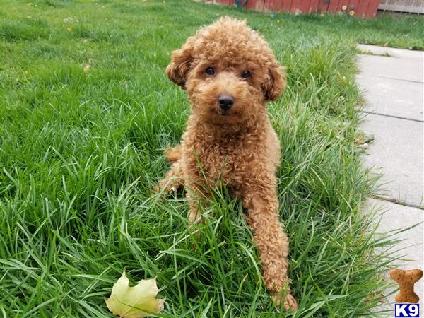 Poodle stud dog