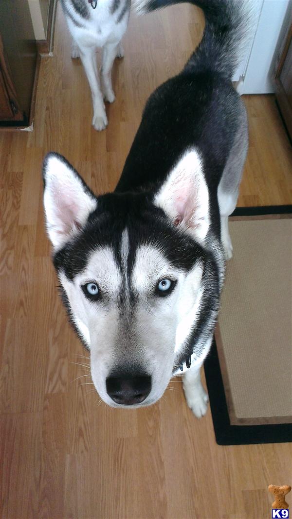 Siberian Husky stud dog