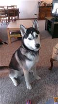Siberian Husky stud dog: Siberian Husky with striking blue eyes sitting indoors on carpet