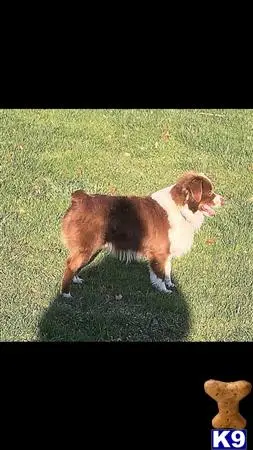 Miniature Australian Shepherd stud dog