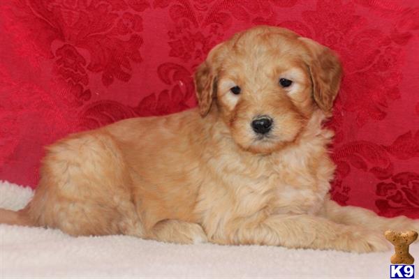goldendoodles puppy posted by northland