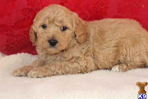 goldendoodles puppy posted by northland