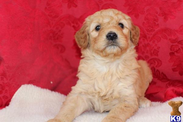 goldendoodles puppy posted by northland