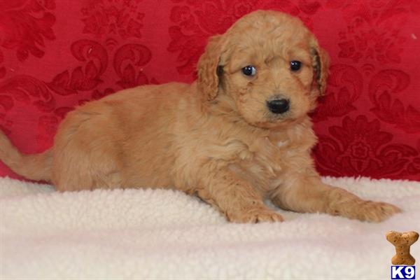 goldendoodles puppy posted by northland