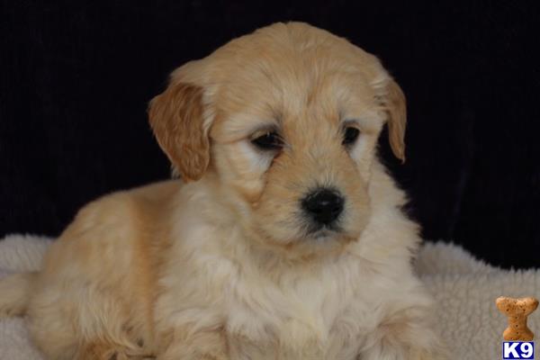 goldendoodles puppy posted by northland
